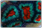 Red and Green Acan Lord - Frag